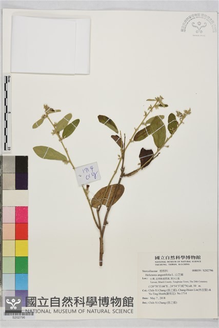 山芝麻藏品圖，第1張