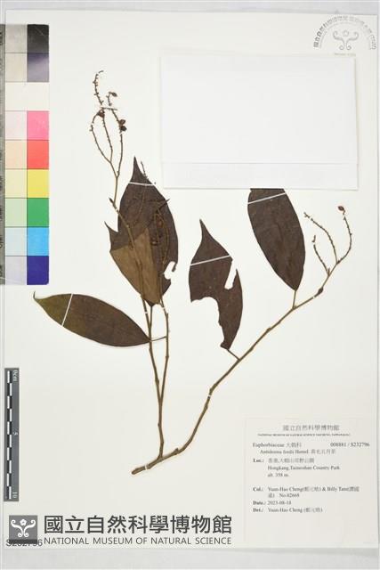 黃毛五月茶藏品圖，第1張