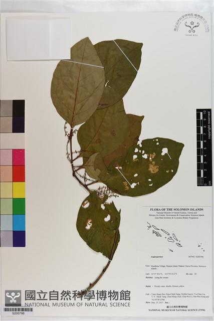 登錄號:S200796藏品圖，第1張