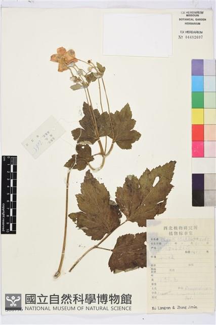 大火草藏品圖，第1張