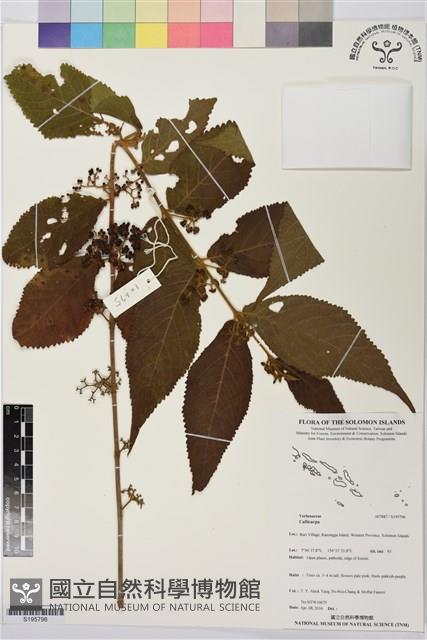 登錄號:S195796藏品圖，第1張