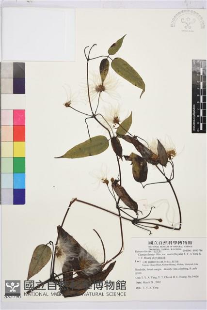 森氏鐵線蓮藏品圖，第2張