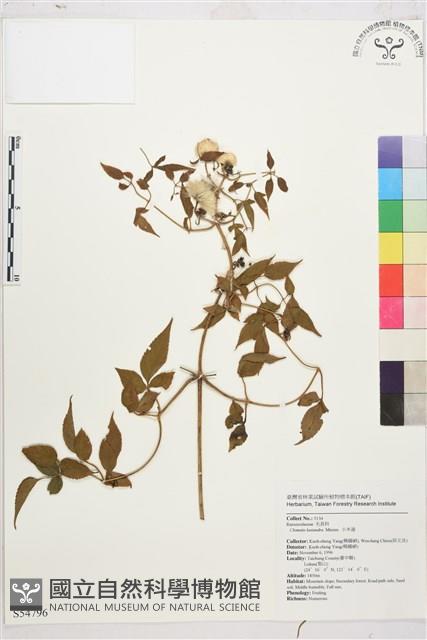 小木通藏品圖，第2張