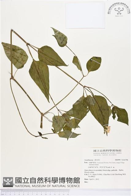 登錄號:S164796藏品圖，第1張