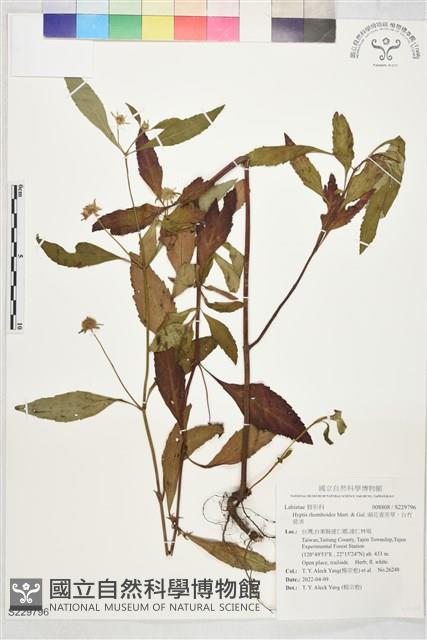 頭花香苦草、白冇骨消藏品圖，第1張