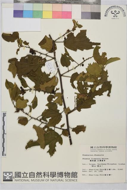 桶鉤藤藏品圖，第1張