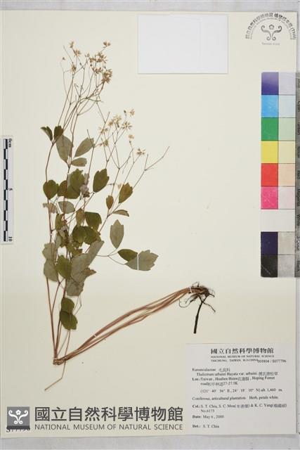 傅氏唐松草藏品圖，第1張