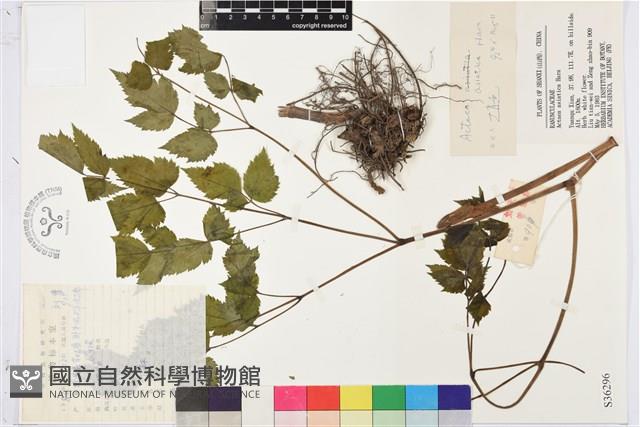 類葉升麻藏品圖，第1張