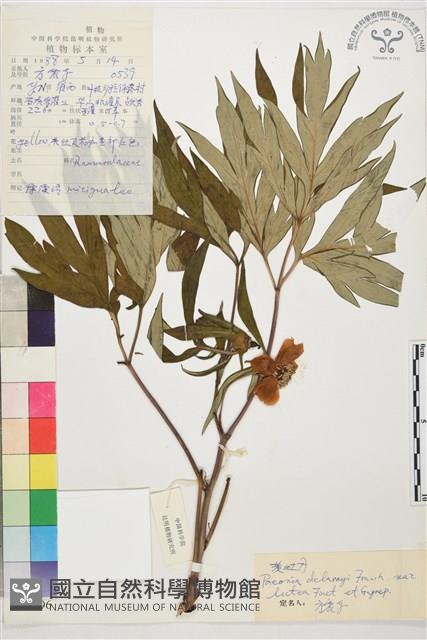 黃牡丹藏品圖，第1張