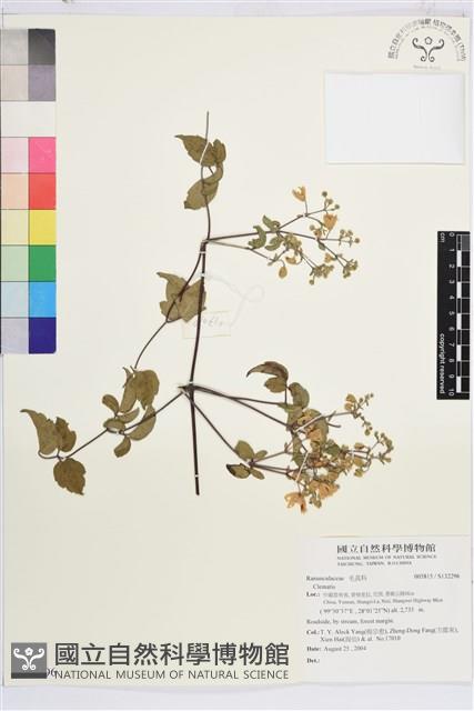 登錄號:S132296藏品圖，第1張