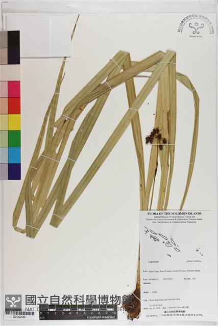 登錄號:S200296藏品圖，第1張