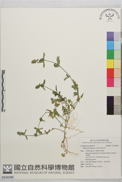 孩兒草藏品圖，第1張