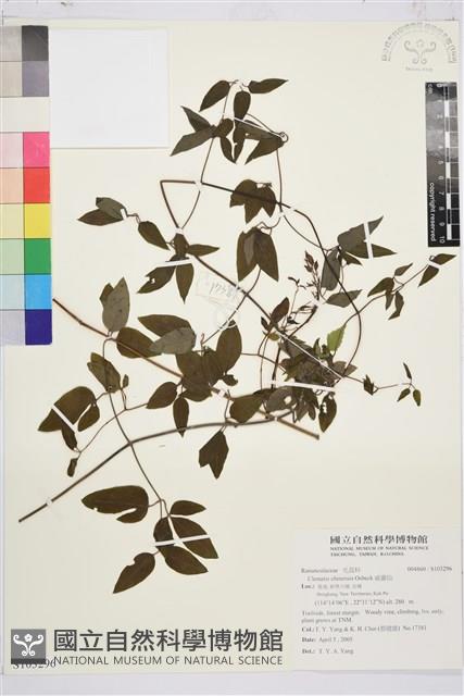 威靈仙藏品圖，第1張