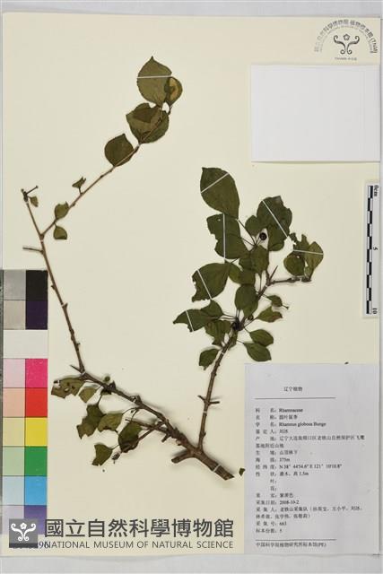 圓葉鼠李藏品圖，第1張