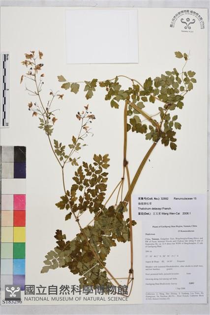 偏翅唐松草藏品圖，第1張