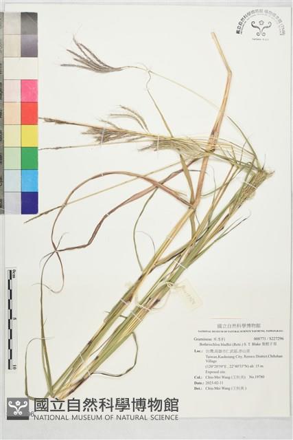 臭根子草藏品圖，第1張