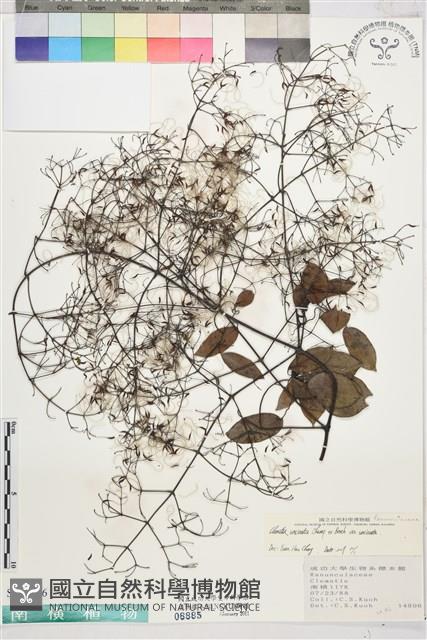 柱果鐵線蓮藏品圖，第1張