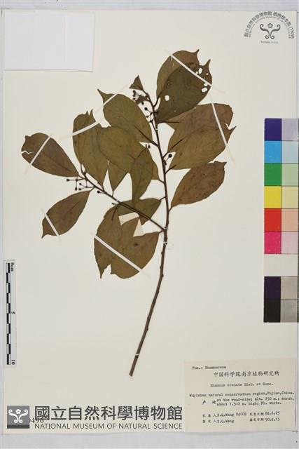 鈍齒鼠李藏品圖，第1張