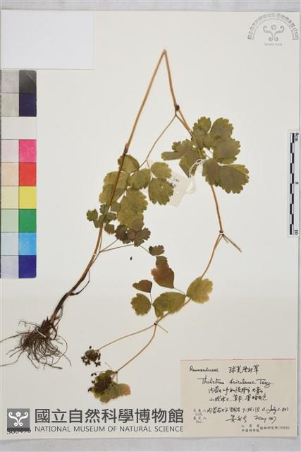 貝加爾唐松草藏品圖，第1張