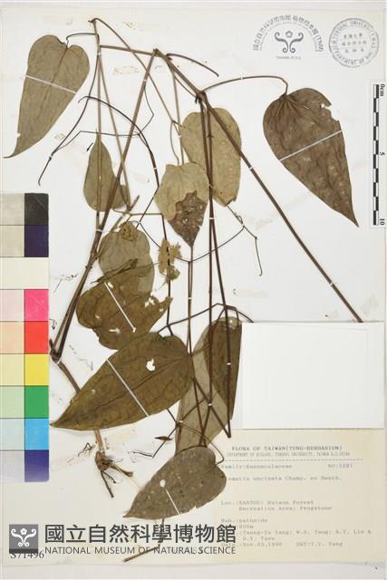 柱果鐵線蓮藏品圖，第2張