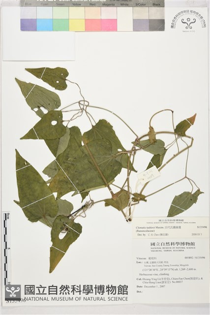 田代氏鐵線蓮藏品圖，第1張