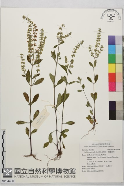 節毛鼠尾草、賴斷頭草藏品圖，第1張