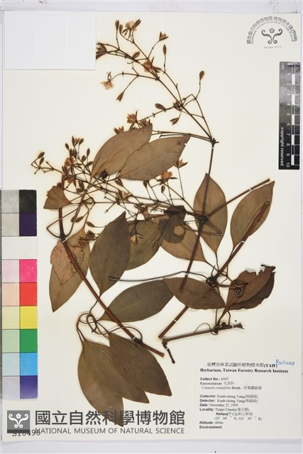 厚葉鐵線蓮藏品圖，第2張