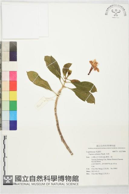 灰莉藏品圖，第1張