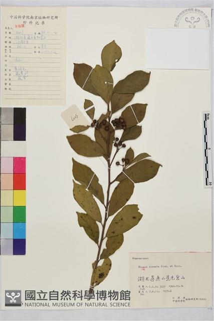 鈍齒鼠李藏品圖，第2張