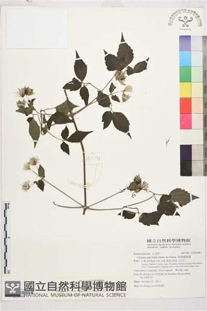 巴氏鐵線蓮藏品圖，第1張