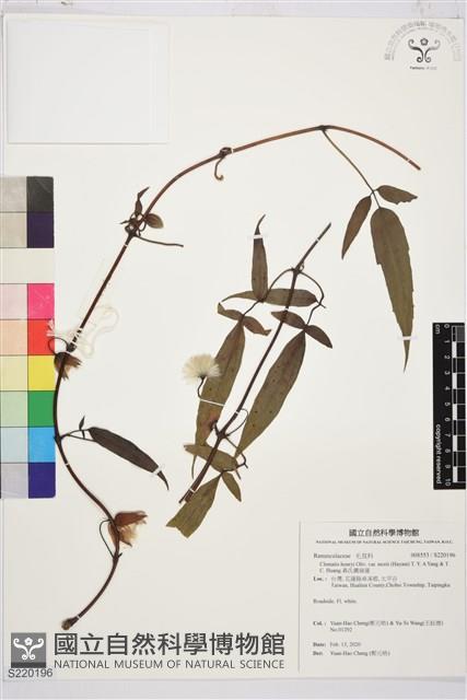 森氏鐵線蓮藏品圖，第1張