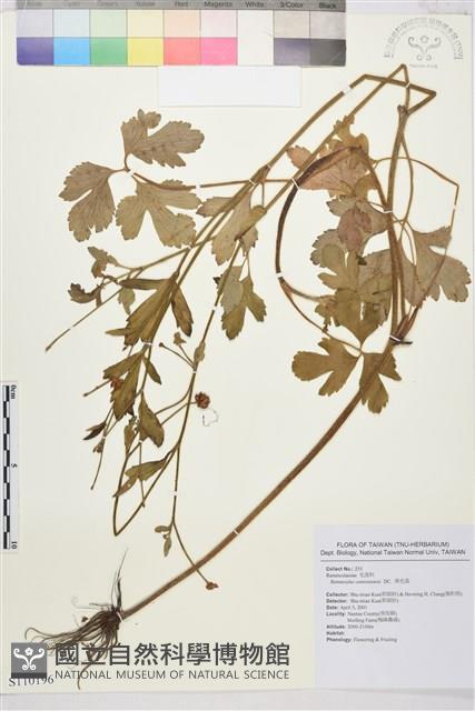 水辣菜、禺毛茛藏品圖，第1張