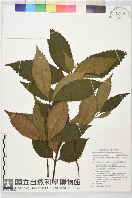草珊瑚、紅果金粟蘭藏品圖，第1張