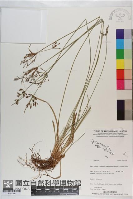 登錄號:S201196藏品圖，第1張
