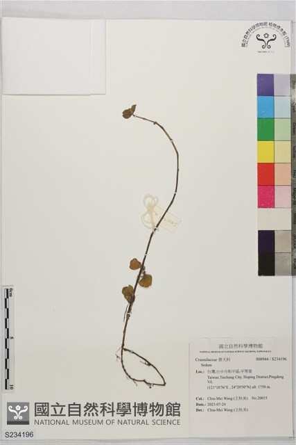登錄號:S234196藏品圖，第1張