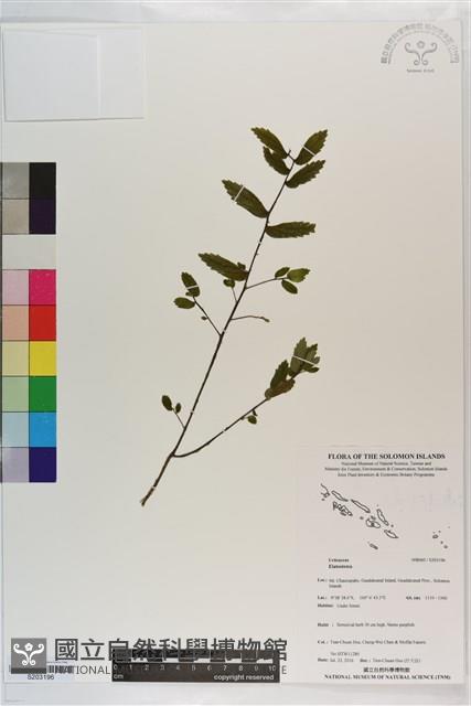 登錄號:S203196藏品圖，第1張