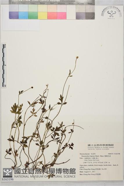 棱喙毛茛藏品圖，第1張