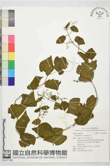 雞心藤藏品圖，第1張