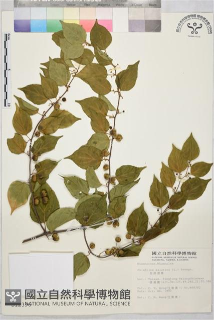 亞洲濱棗藏品圖，第1張