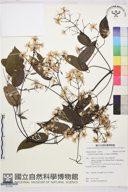 柱果鐵線蓮藏品圖，第1張