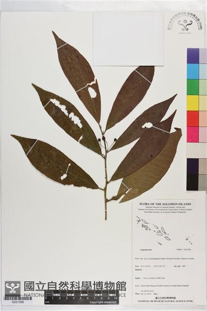 登錄號:S201396藏品圖，第1張