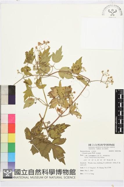 串鼻龍藏品圖，第1張