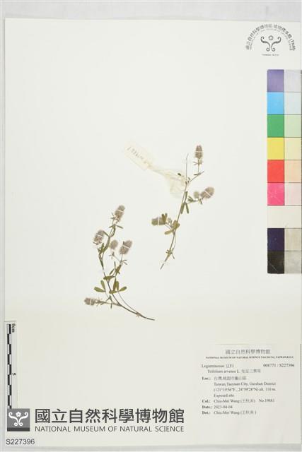 兔足三葉草藏品圖，第1張