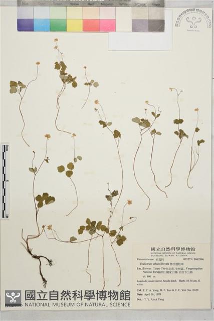 傅氏唐松草藏品圖，第1張