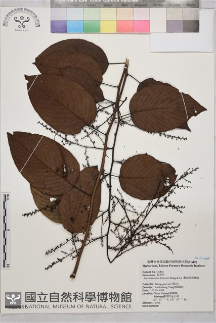 奮起湖黃鱔藤藏品圖，第4張