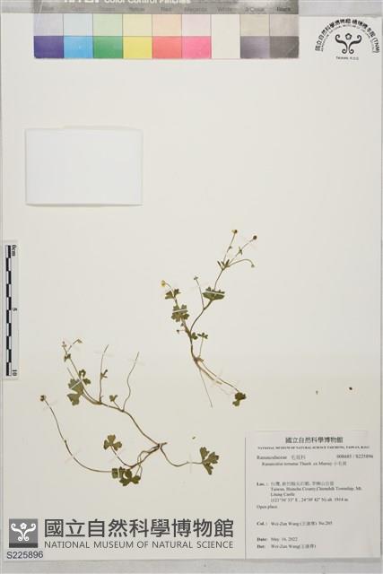 小毛茛藏品圖，第1張