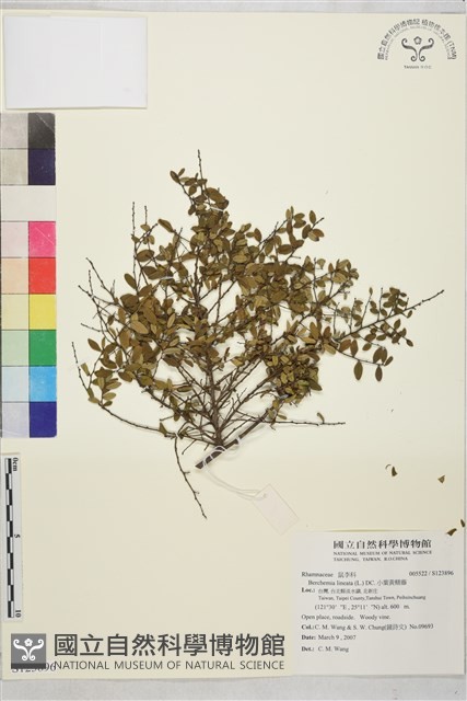 小葉黃鱔藤藏品圖，第1張
