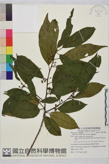 鈍齒鼠李藏品圖，第1張