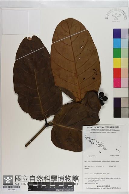 登錄號:S200996藏品圖，第1張