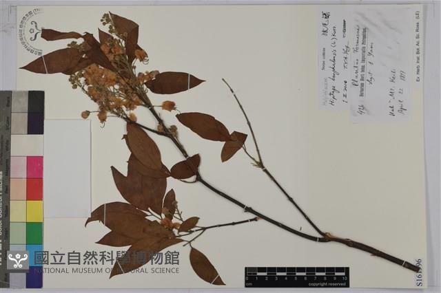 猿尾藤藏品圖，第1張